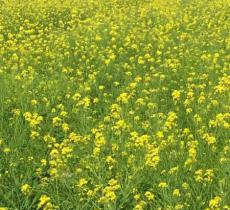 索菲亚薰衣草花海影视基地