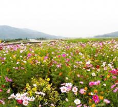 苹果主题公园