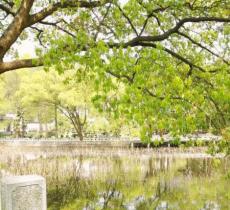 马鞍山森林公园