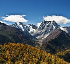 白马雪山高山杜鹃林