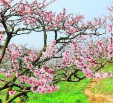 松林桃花