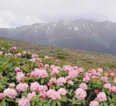 高山杜鹃林