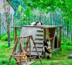 卧龙中华大熊猫苑神树坪基地