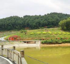 茶乡花海