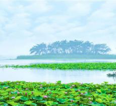 微山湖红荷湿地景区