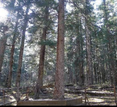 绵阳凤凰山森林公园