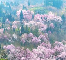 吴家后山