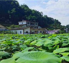 王武寨旅游景区