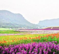 清溪谷旅游区•花田酒地景区