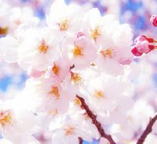 绵阳盛世樱花悠乐谷