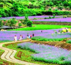 凤栖谷花海