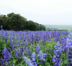 花仙子生态旅游区