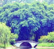 金雁湖