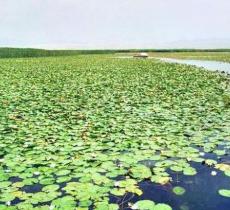 库尔勒莲花湖
