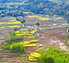 四峨山梯田