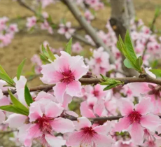 庙坝桃花源