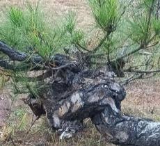 千山盆景园