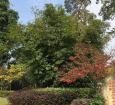 绵竹市人民公园