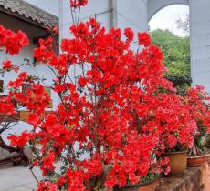 中国根书艺术馆景区